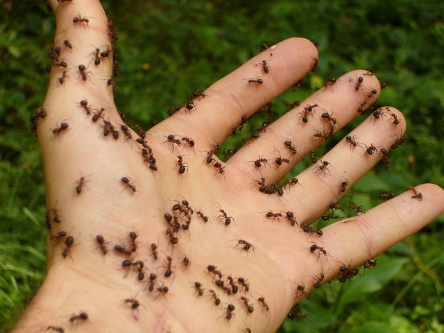 Mravenci a život